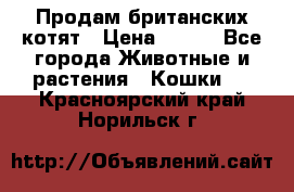 Продам британских котят › Цена ­ 500 - Все города Животные и растения » Кошки   . Красноярский край,Норильск г.